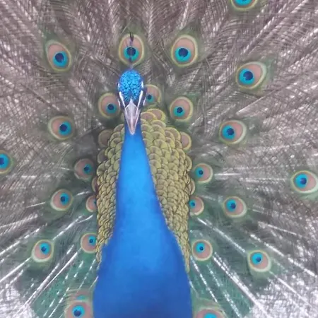 Lejlighed Casa Limonar